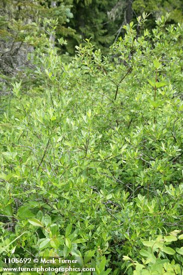 Bog Willow
