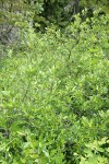 Bog Willow
