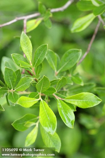 Bog Willow foliage