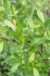 Bog Willow foliage