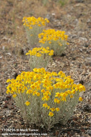 Eriophyllum lanatum