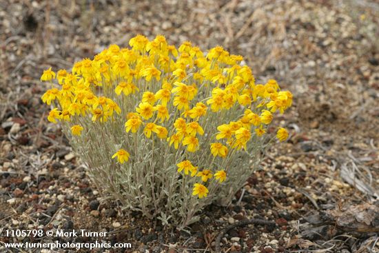 Eriophyllum lanatum