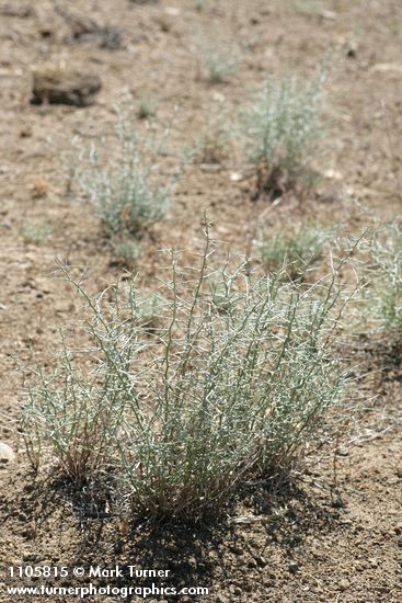 Thorn Skeletonweed