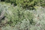 Roundleaf Snowberry