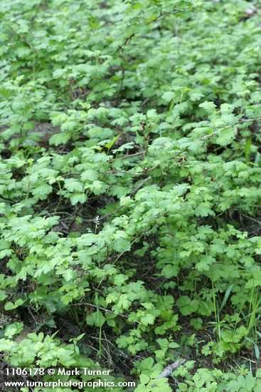 Marshall's gooseberry