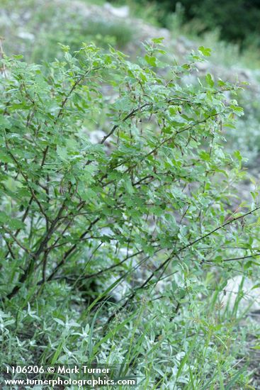 Sierra Currant