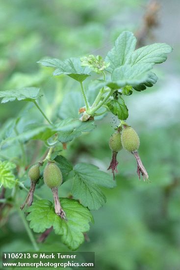 Sierra Currant immature fruit & foliage detail