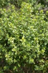Coyote Brush foliage