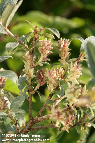 Shortfruit Willow female aments & foliage