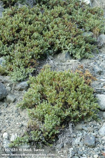Common Juniper