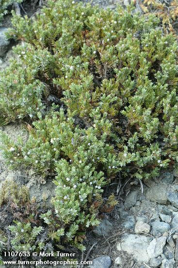 Common Juniper in fruit