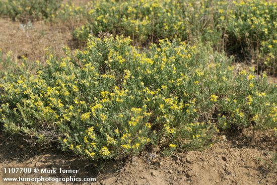 Greene's Goldenweed