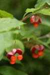 Western Wahoo (Western Burning Bush) fruit