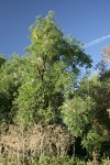 Northern California Black Walnut
