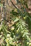 Northern California Black Walnut foliage & nut