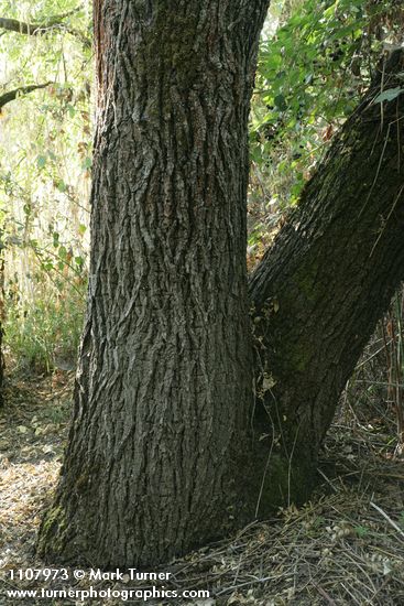 Northern California Black Walnut trunk