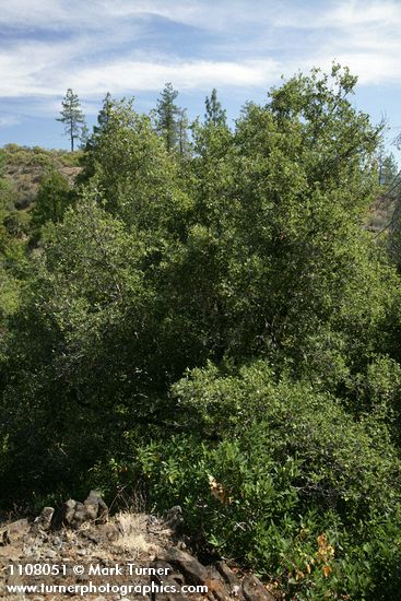 Canyon Live Oak