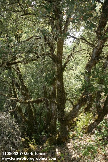 Canyon Live Oak