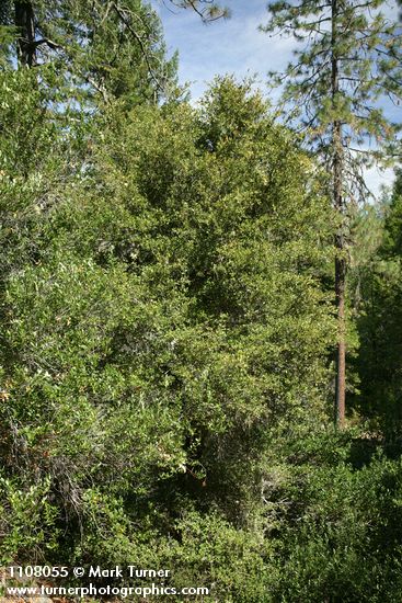 Canyon Live Oak