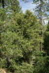 Canyon Live Oak
