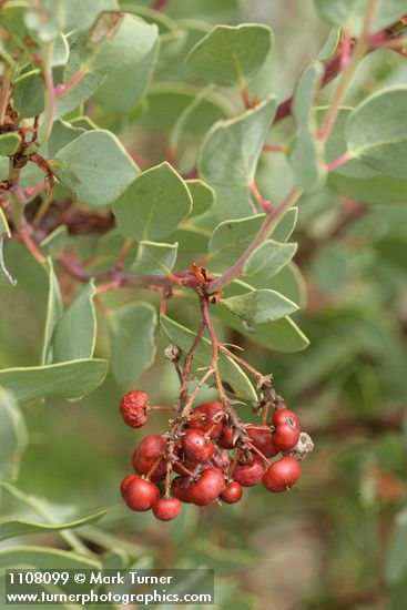 Arctostaphylos viscida