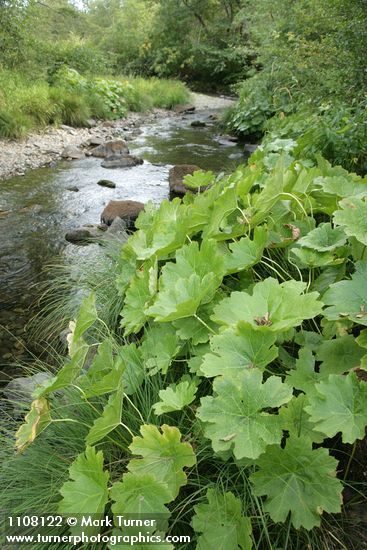 Darmera peltata