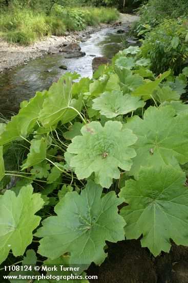 Darmera peltata