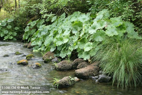 Darmera peltata