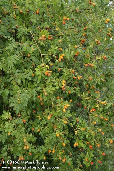 Rosa rubiginosa