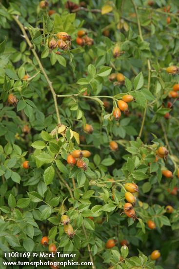 Rosa rubiginosa