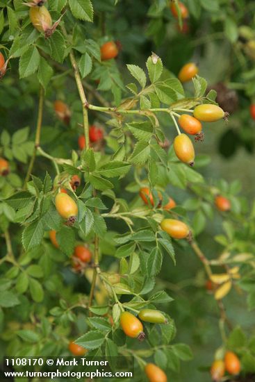Rosa rubiginosa