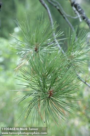 Knobcone Pine foliage