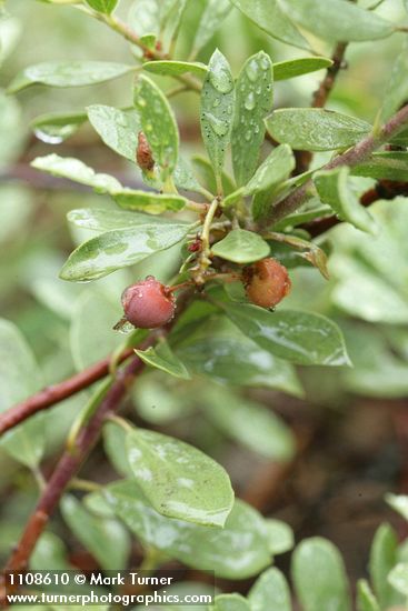 Klamath Manzanita fruit & foliage