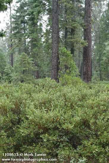 Huckleberry Oaks w/ Ponderosa Pines bkgnd