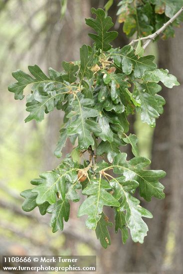 Oregon White Oak foliage