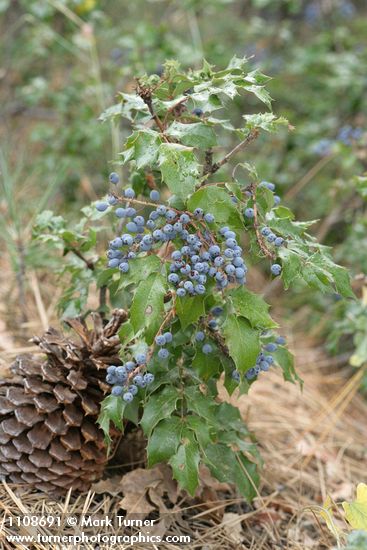 Mahonia aquifolium