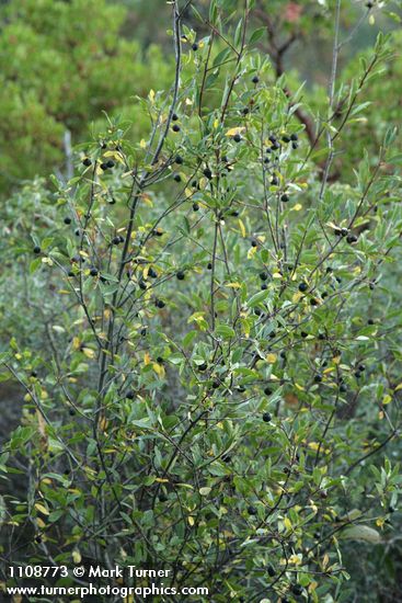 Sierra Coffeeberry in fruit