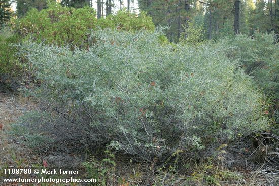 Mountain Whitethorn