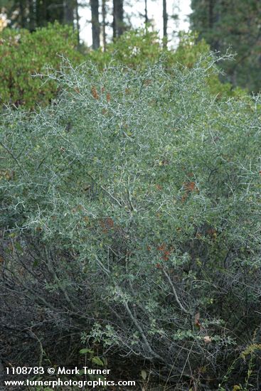 Mountain Whitethorn