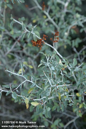 Mountain Whitethorn thorny twigs & foliage