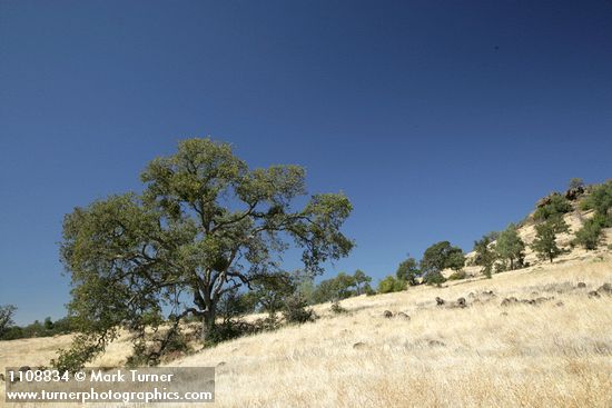 Blue Oak