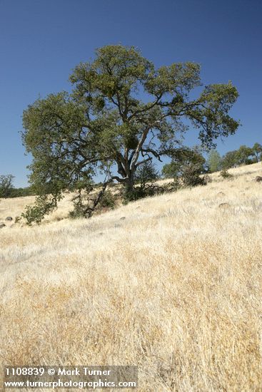 Blue Oak
