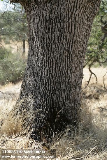Blue Oak trunk