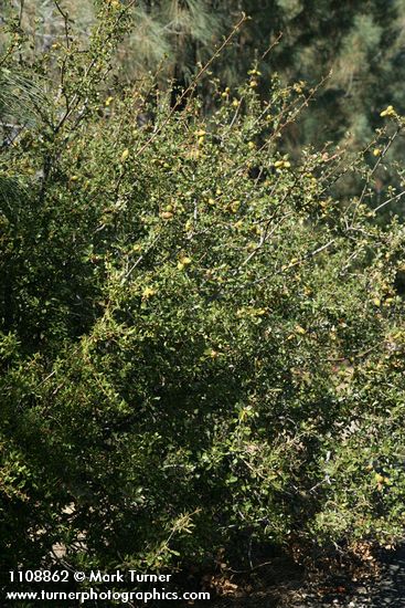 Scrub Oak