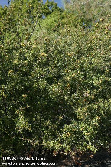 Scrub Oak