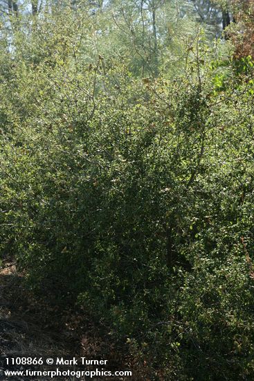 Scrub Oak