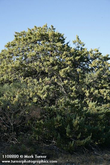 MacNab's Cypress