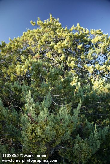 MacNab's Cypress
