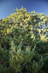MacNab's Cypress