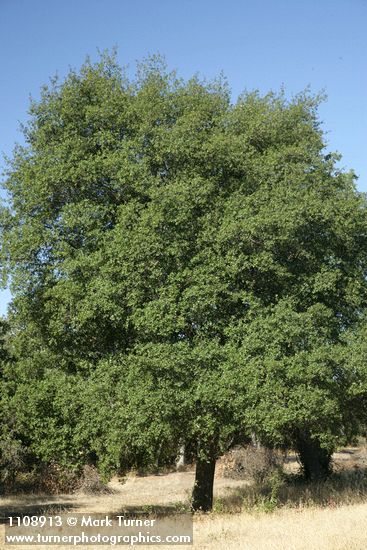 Interior Live Oak